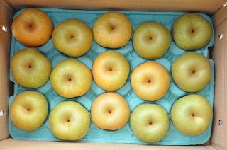 幸水5kg箱 A品 大玉 8〜14個 - 梨やさん 渡辺農園