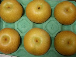 画像1: 豊水3kg箱　A品　５〜７個入　大玉 (1)